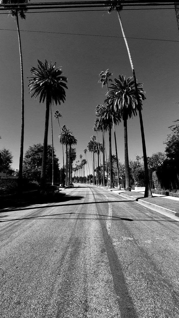 Black and white image of palm trees lining Beverly Hills.
