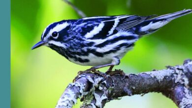 Sheffield author’s ‘Birds of New England’ is a guide for beginners and experts alike | Books